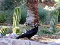 Raven In Cactus