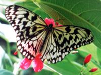 Butterfly Similar