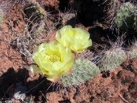 Cactus Flower Yellow