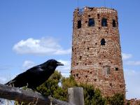 Crow at Tower