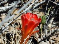 Cactus Flower Red