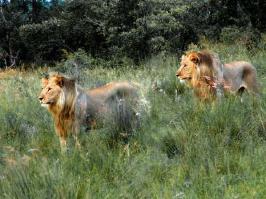 2 lions in grass edited.JPG