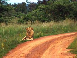 Lion In Road