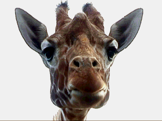 Pensive Giraffe