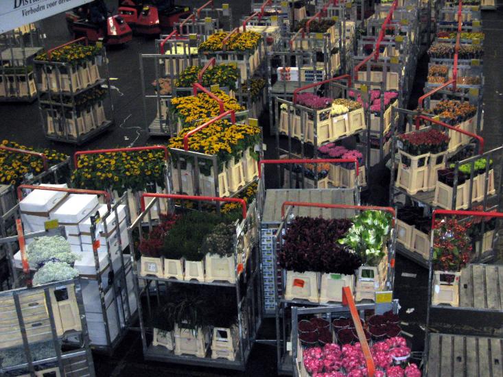 0539FlowerAuction.jpg