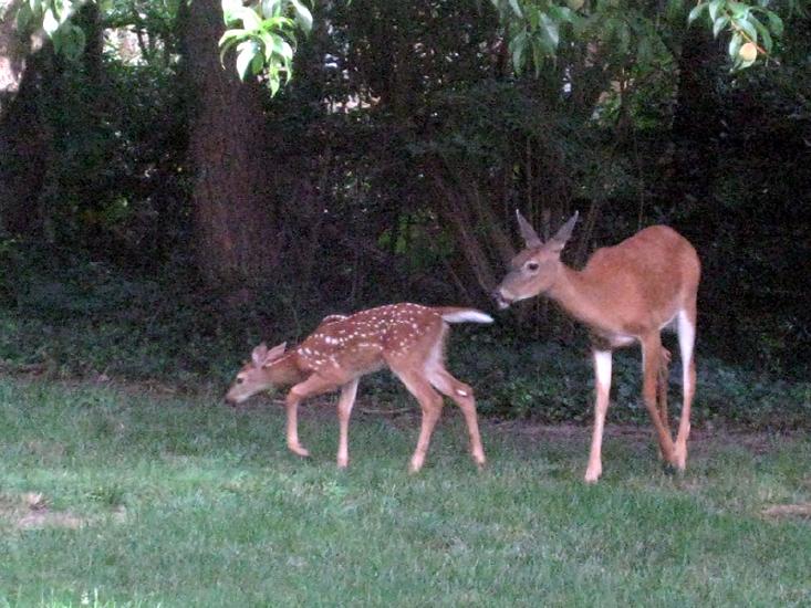 Deer&Fawn3.jpg