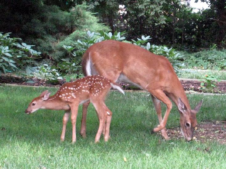 Deer&Fawn7.jpg