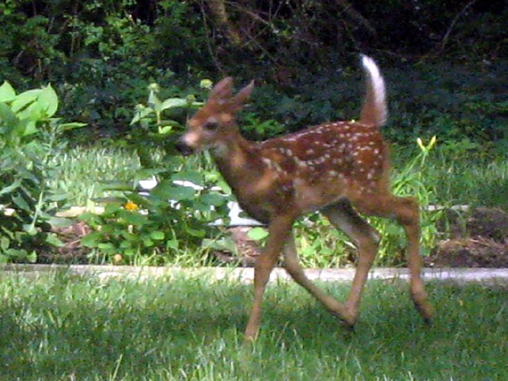 Fawn2.jpg