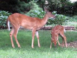 Deer&Fawn5.jpg