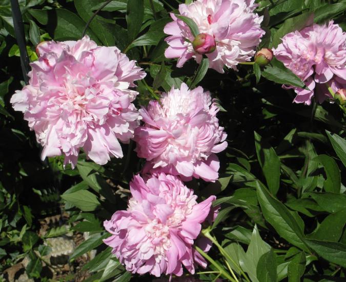 Peonies.jpg