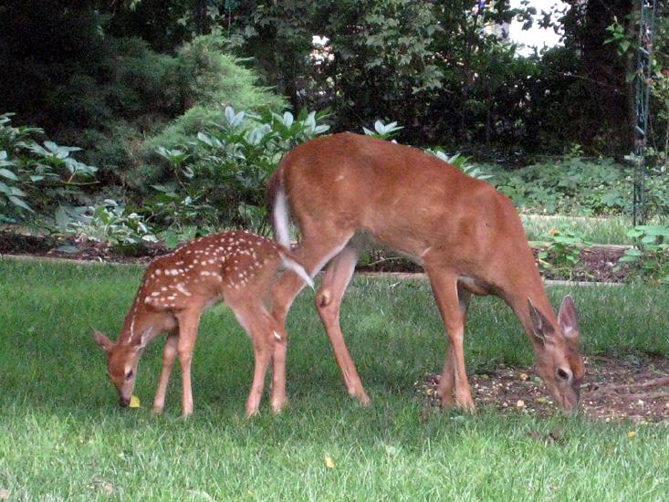 Deer&Fawn8.jpg