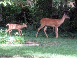 Deer&Fawn2.jpg