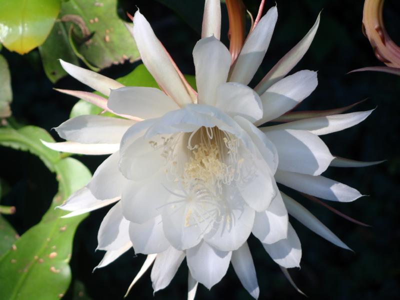 NightBloomingCereus4.jpg