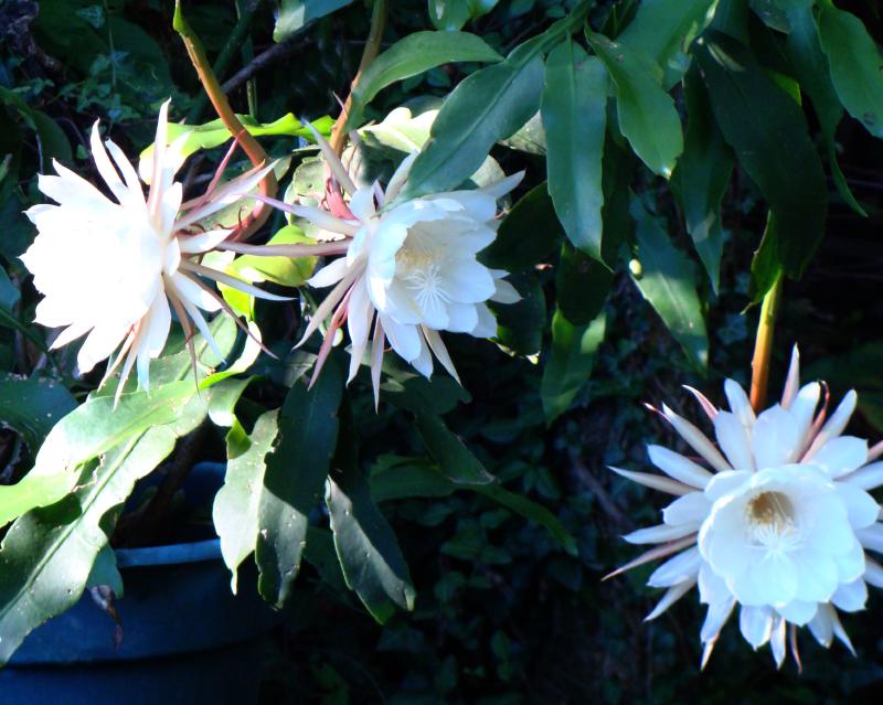 NightBloomingCereus5.jpg