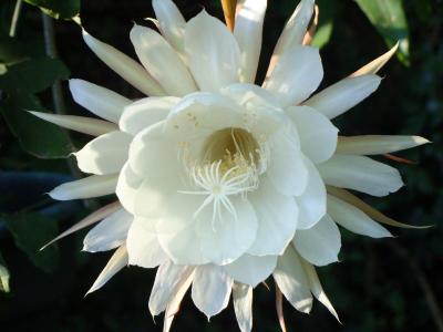 NightBloomingCereus3.jpg