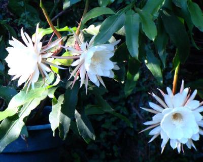 NightBloomingCereus5.jpg