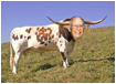 :PeterBday-Longhorn(Pirate)Card-9-11-12:PWILonghorn.jpg