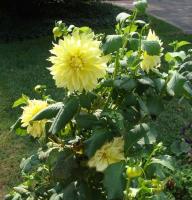 HappyYellowDahlias.jpg