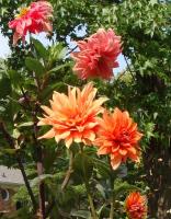 OrangeDahlias.jpg