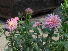 PinkoDahlias.jpg