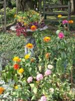 ZinniasNasturtiums.jpg