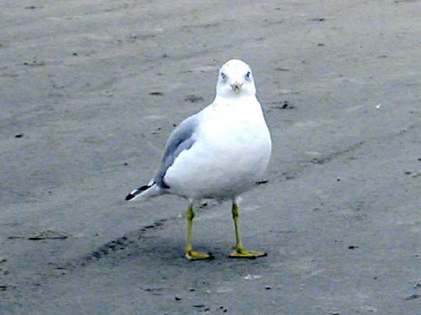 G02MsieurGull.jpg