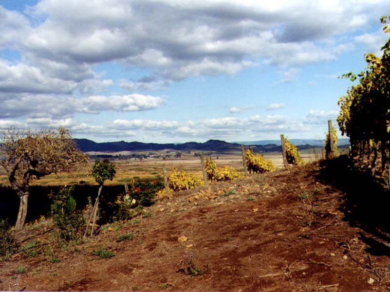 image/view_from_the_viansa_winery.jp, 79.7K