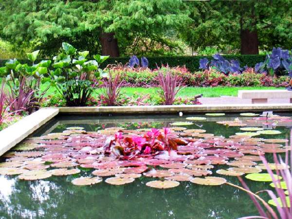 LilyPond_0544.jpg