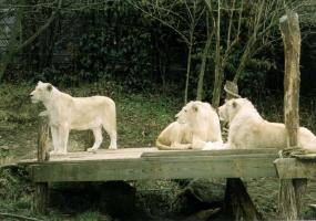 Lion Family